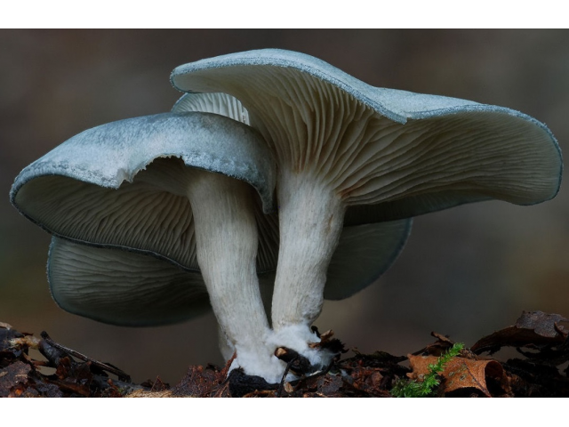 Мицелий Говорушки анисовой / Говорушка душистая (Clitocybe odorа)